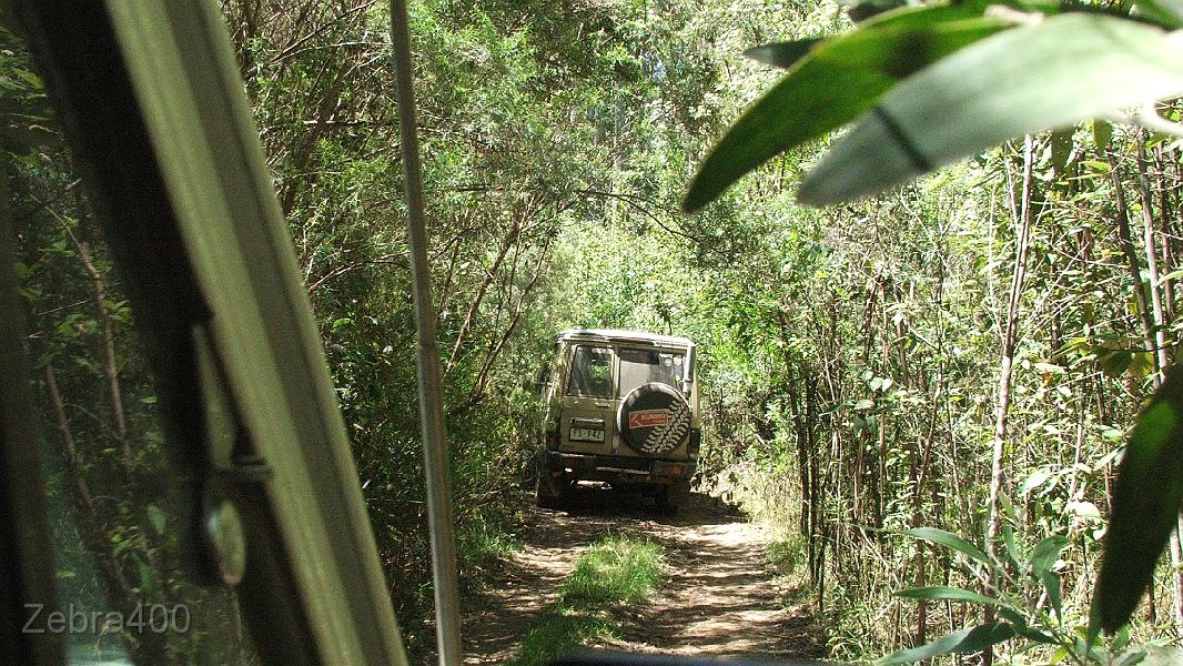 11-Turtle roams thru the thick Otways forest.jpg